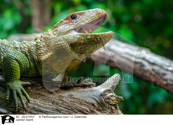 caiman lizard / JG-01057