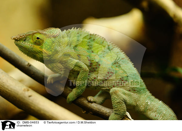 chameleon / DMS-04653