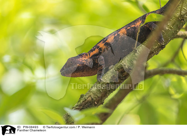 Panther Chameleon / PW-08493
