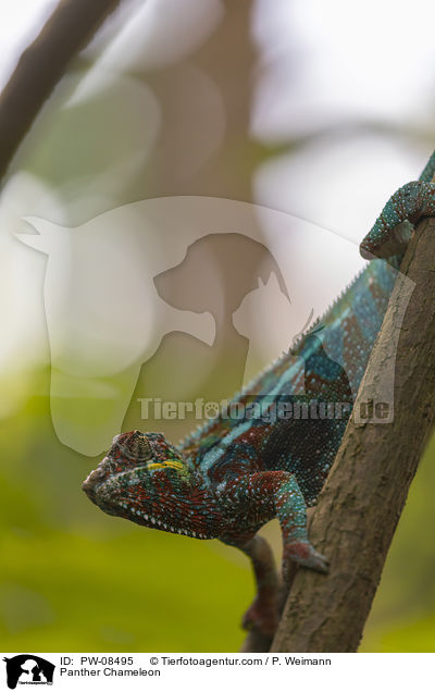 Panther Chameleon / PW-08495