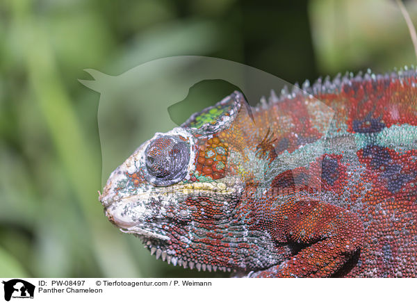 Panther Chameleon / PW-08497