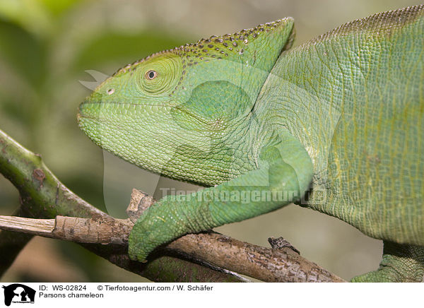 Parsons chameleon / WS-02824