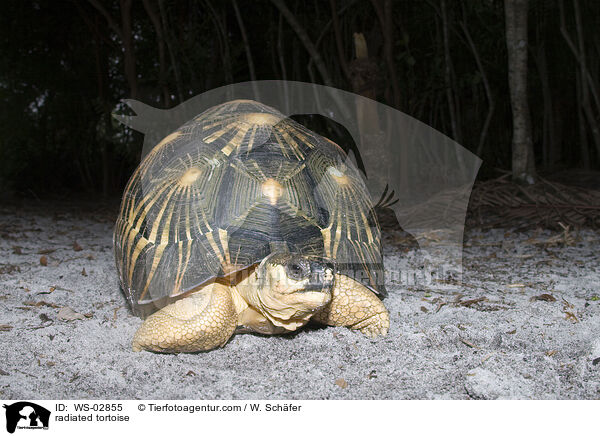 radiated tortoise / WS-02855