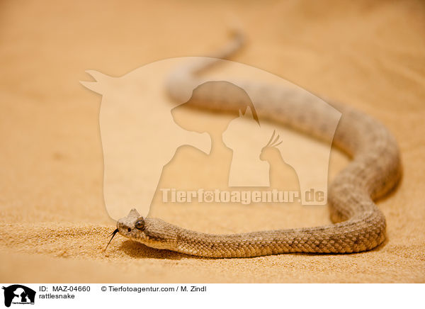 rattlesnake / MAZ-04660