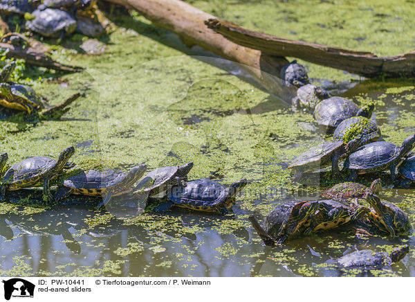 red-eared sliders / PW-10441