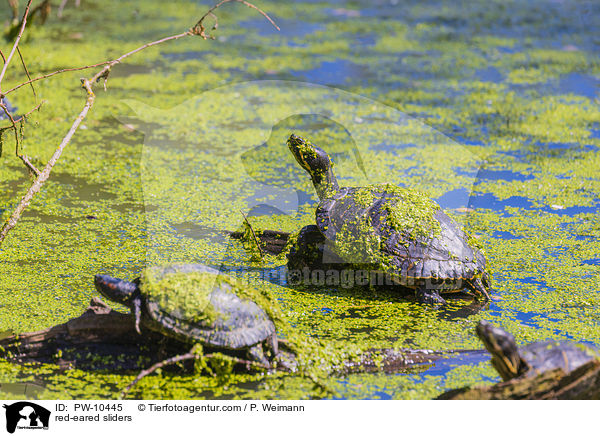 red-eared sliders / PW-10445