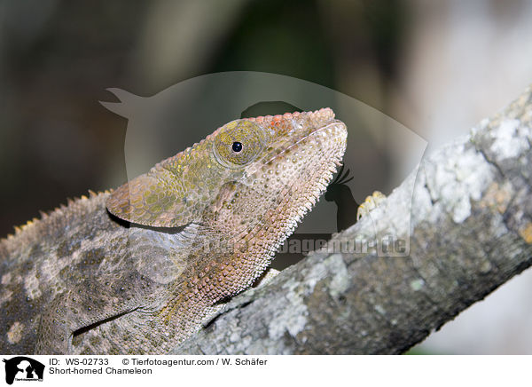 Short-horned Chameleon / WS-02733