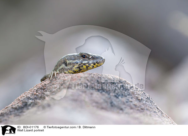 Wall Lizard portrait / BDI-01176