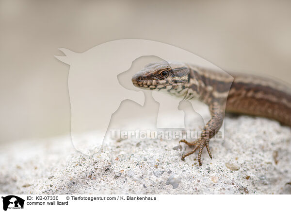 common wall lizard / KB-07330