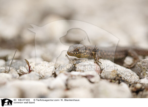 common wall lizard / KB-07340
