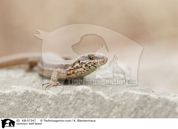 common wall lizard / KB-07347