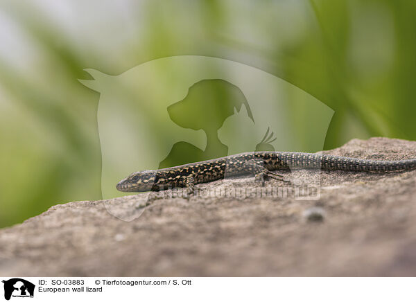 European wall lizard / SO-03883
