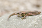 common wall lizard