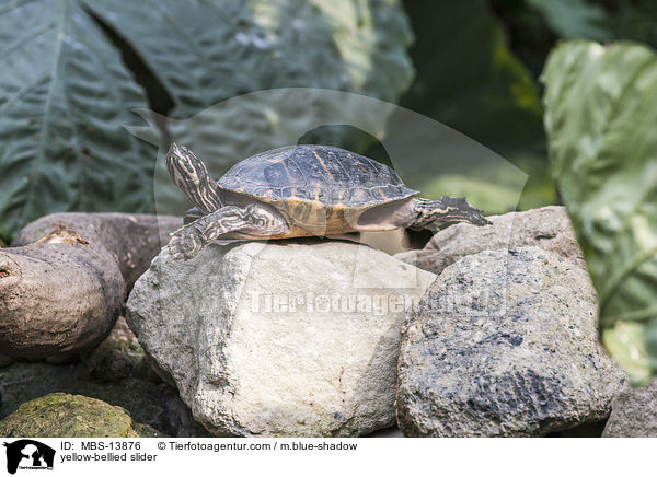 yellow-bellied slider / MBS-13876
