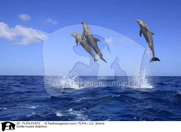 bottle-nosed dolphins / FLPA-01873