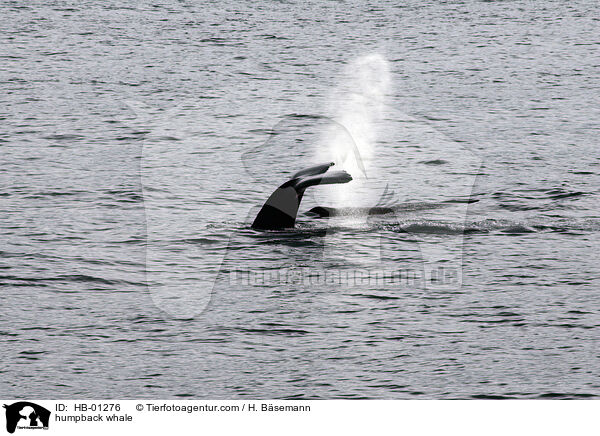 humpback whale / HB-01276