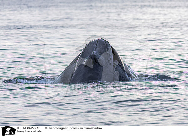 Buckelwal / humpback whale / MBS-27913