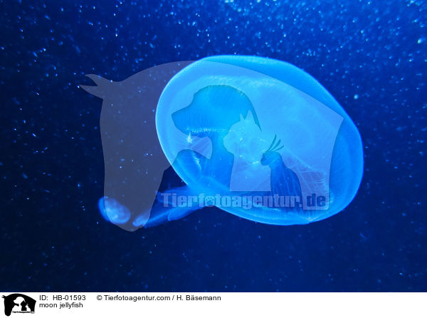 Ohrenqualle / moon jellyfish / HB-01593