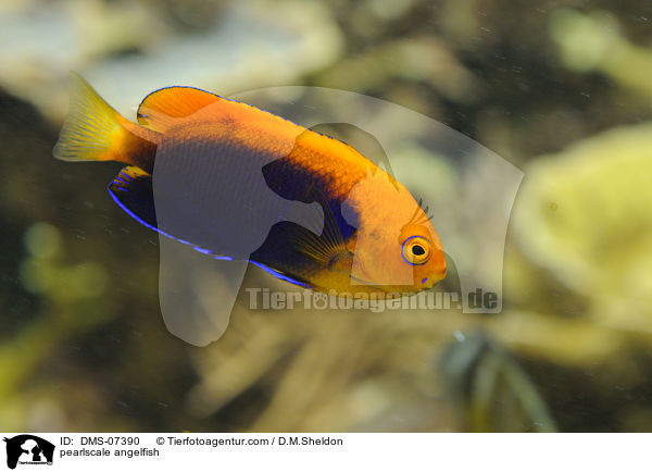 pearlscale angelfish / DMS-07390