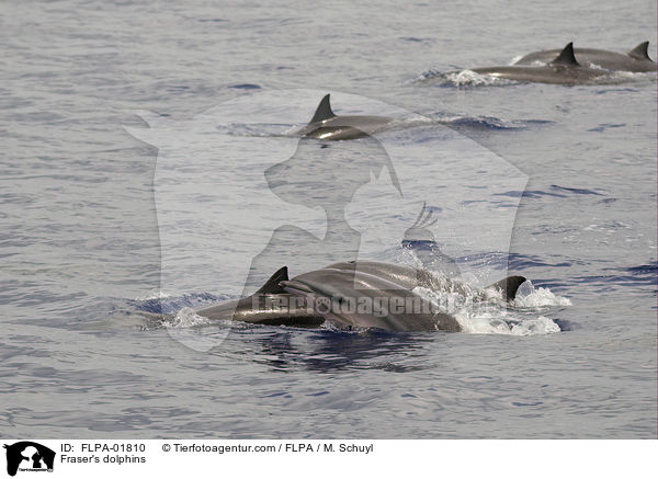 Fraser's dolphins / FLPA-01810