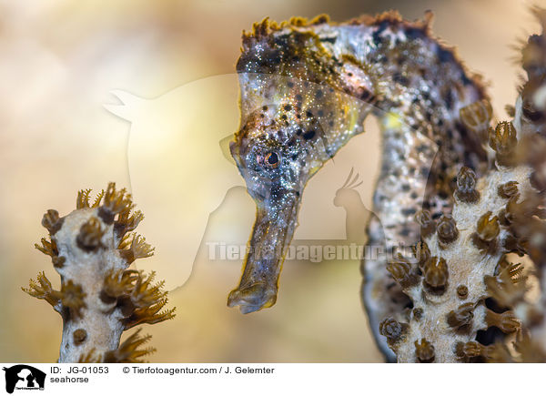 Seepferdchen / seahorse / JG-01053