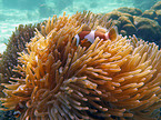 soft coral and clownfish
