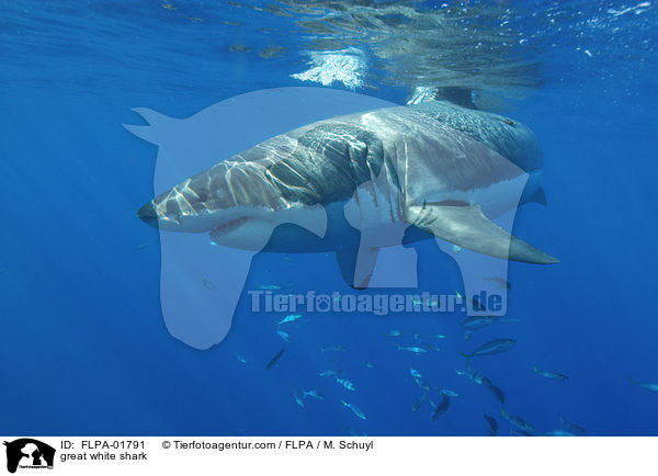 great white shark / FLPA-01791