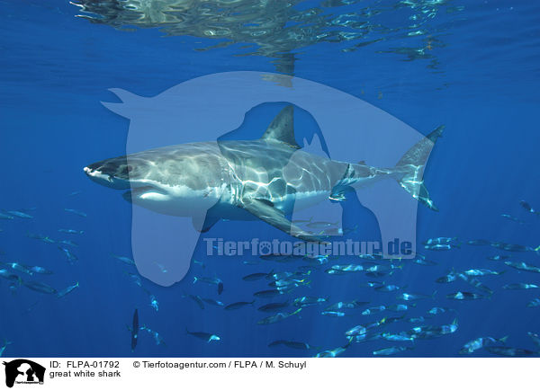 great white shark / FLPA-01792