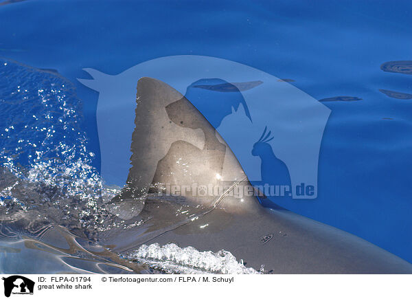 great white shark / FLPA-01794