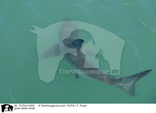great white shark / FLPA-01804