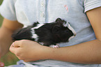 girl with Abyssinian guinea pig