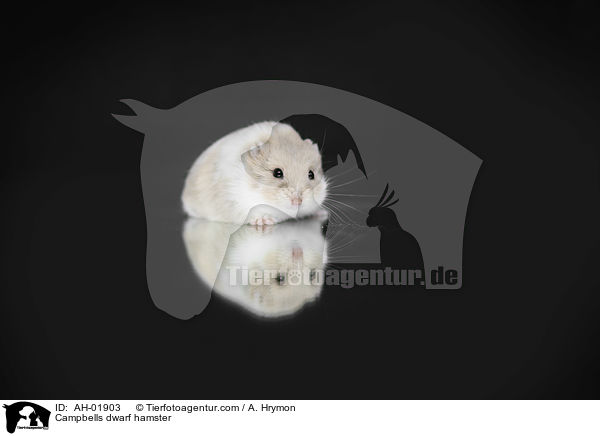 Campbell Zwerghamster / Campbells dwarf hamster / AH-01903