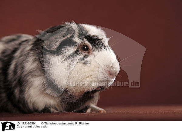 Cuy - giant guinea pig / RR-26591
