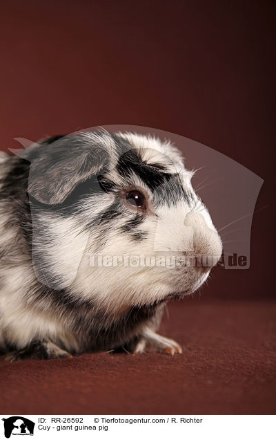 Cuy - giant guinea pig / RR-26592