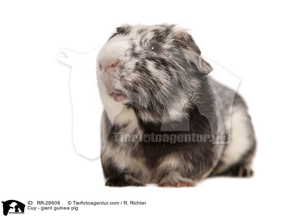 Cuy - giant guinea pig / RR-26608