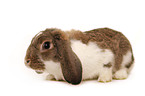 lop-eared bunny