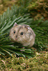 Dzhungarian dwarf hamster