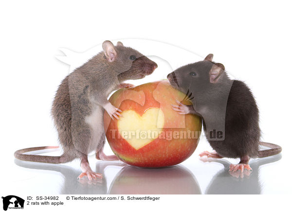 2 rats with apple / SS-34982