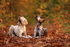 Spinone Italiano and German shorthaired Pointer
