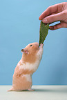 eating hamster