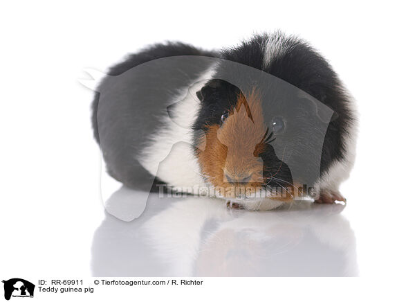 Teddy guinea pig / RR-69911