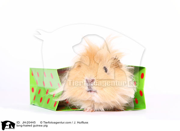 long-haired guinea pig / JH-20445