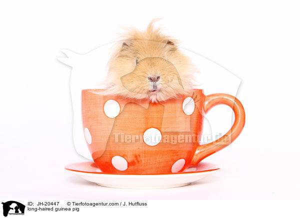 long-haired guinea pig / JH-20447