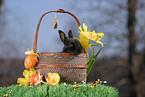 young bunny in the basket