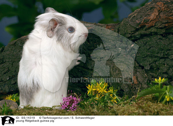 young Ridgeback guinea pig / SS-14319