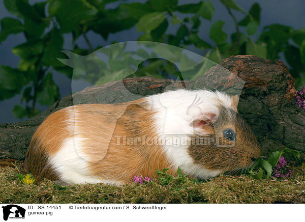 guinea pig / SS-14451