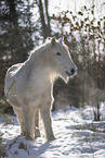 Unicorn Pony