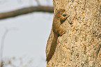 Bush Squirrel
