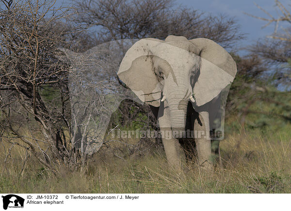 African elephant / JM-10372