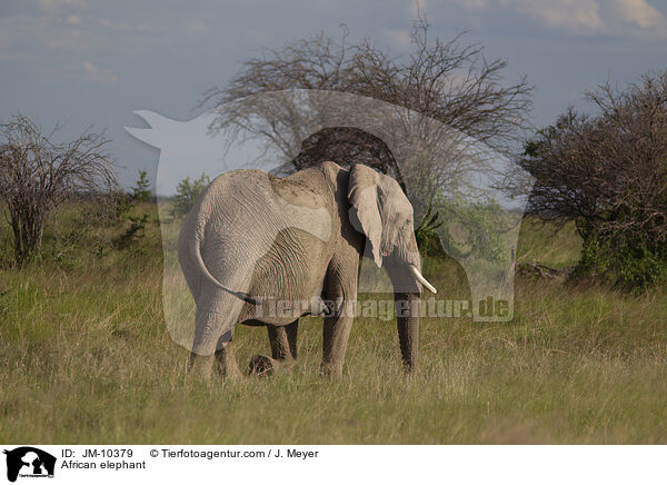 African elephant / JM-10379